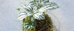 Sunday, May 18th -- Kokedama String Garden making workshop